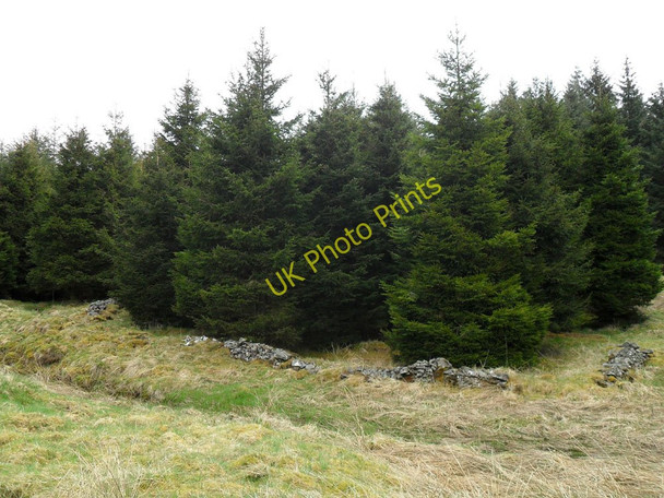 Photo 6"x4" In the forest near Eskdalemuir Old Johnstone c2010