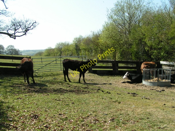 Photo 6"x4" Cows next to the cycle path near Meldon Quarry Okehampton c2010