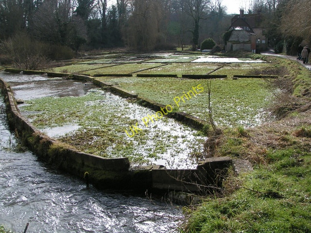 Photo 6"x4" Watercress beds New Alresford c2010