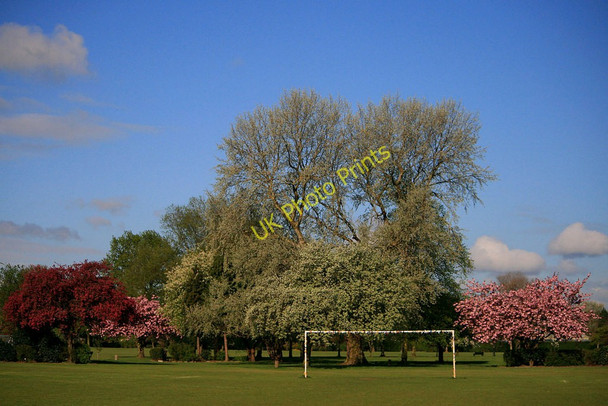 Photo 6"x4" Various trees and a goal Long Eaton c2010