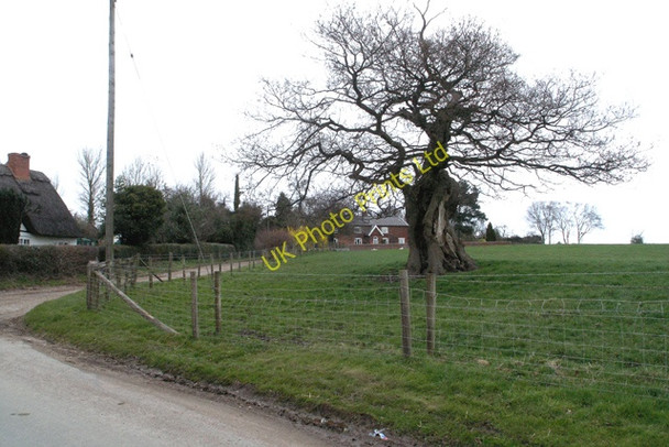 Photo 6"x4" Old oak tree Newton\/SK0325 c2008