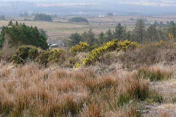 Photo 6"x4" Pasture near Fermoyle Eighteragh Connolly c2010
