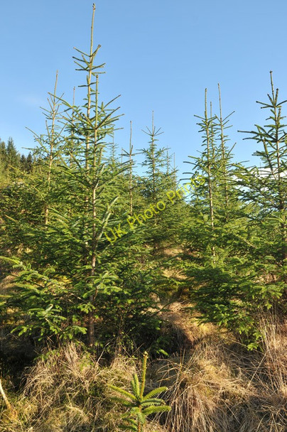 Photo 6"x4" Young trees in the forest at Inverawe Bridge of Awe c2010
