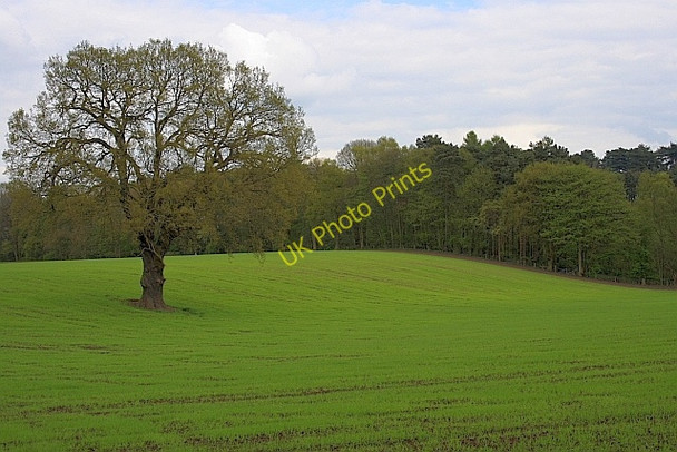 Photo 6"x4" Tree in Field Rugeley c2010