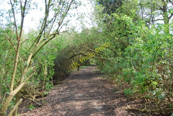 Photo 6"x4" An arch of trees on the Medway Valley Walk Millhall\/TQ7259 c2010