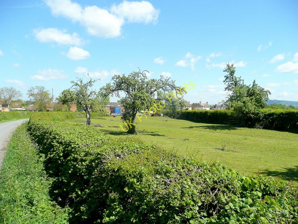 Photo 6"x4" Paddock with pear trees Hardwicke\/SO9027 c2010