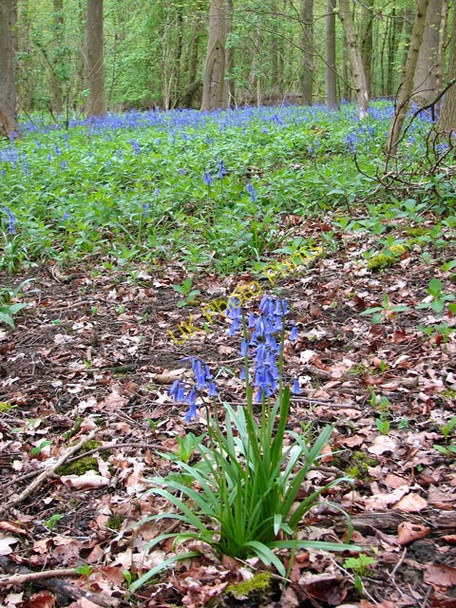 Photo 6"x4" Bluebells in Arminghall Wood Arminghall c2010 P3