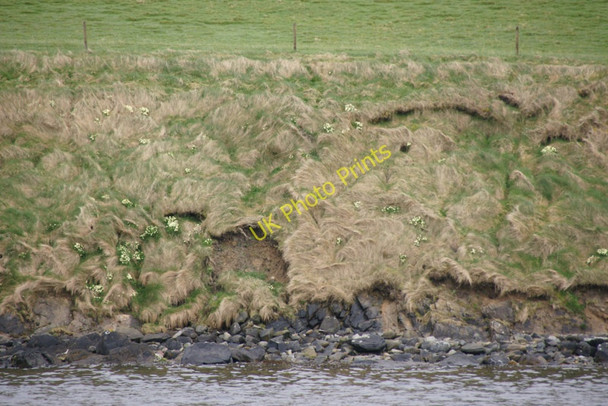 Photo 6"x4" Mayflooers on the banks, Vidlin Kirkabister\/HU4866 c2010