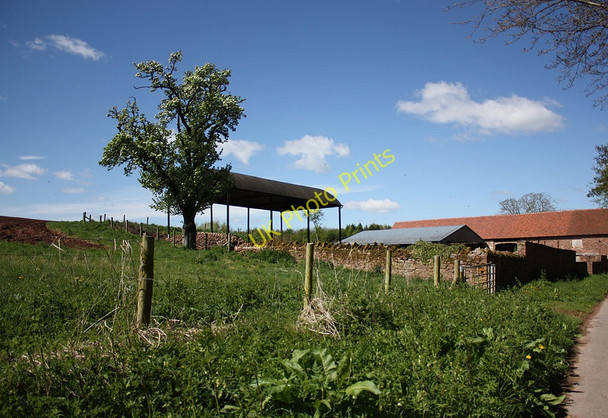 Photo 6"x4" Blossoming pear tree by Haygrove Farm Aston Crews c2010