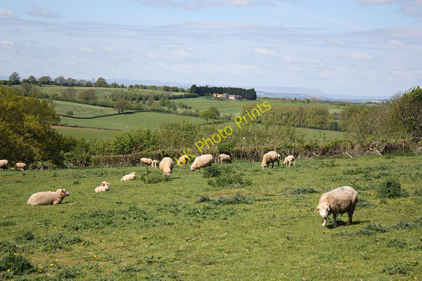 Photo 6"x4" View to Hay Bluff across sheep pasture Linton Hill\/SO6624 c2010