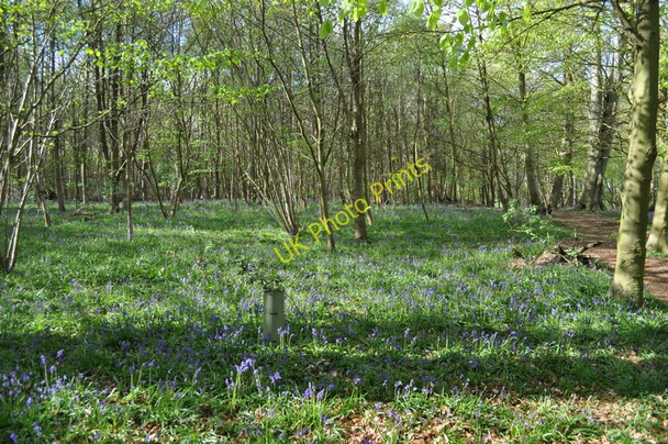 Photo 6"x4" Bluebells in the Wood Sisland c2010