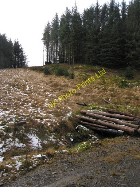 Photo 6"x4" A small clearing in Dolgoch forest Esgair Gerwyn c2008