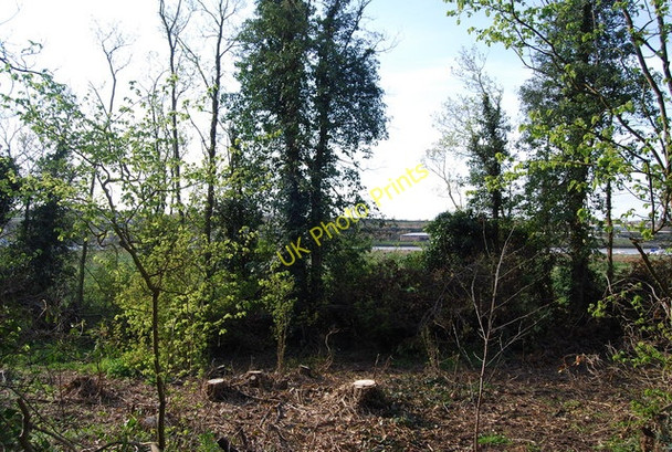 Photo 6"x4" Vegetation by the Medway Valley Walk, Batys Marsh Rochester\/TQ7268 c2010