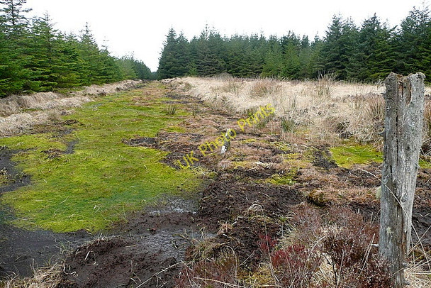 Photo 6"x4" Forest ride at Slaghbooly Connolly c2010