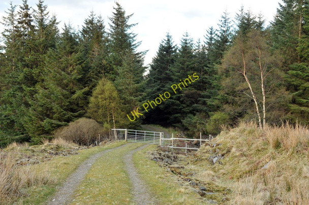 Photo 6"x4" Edge of the Glen Achulish plantation South Ballachulish c2010