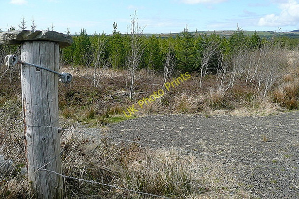 Photo 6"x4" Forestry at Doo Lough Kilmihil c2010