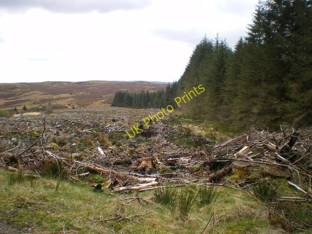 Photo 6"x4" Forestry workings Moel y Llyn\/SH9415 c2010