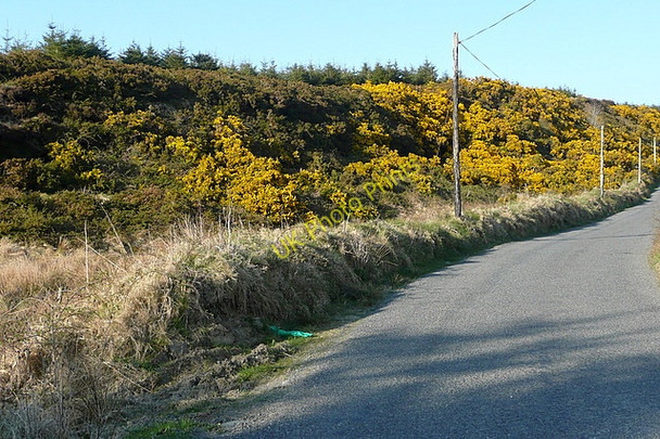 Photo 6"x4" Gorse at Coor East Connolly c2010