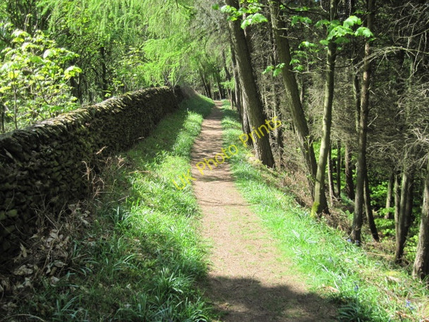Photo 6"x4" Footpath in Bank Wood North Bubnell c2010