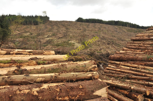 Photo 6"x4" Clear-felled forest Duisky c2010