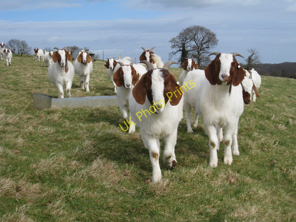 Photo 6"x4" Goats at Morley Farm Horns Cross\/TQ8222 c2008