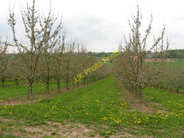 Photo 6"x4" Orchard near Field's Place Field's Place\/SO4153 c2010