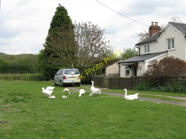 Photo 6"x4" Geese at Weobley Marsh Weobley Marsh c2010