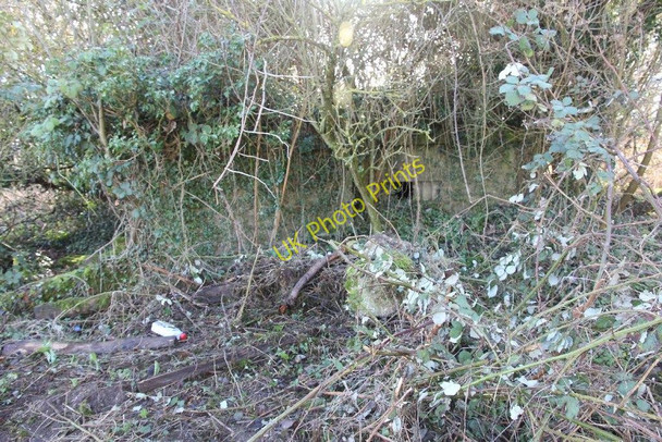 Photo 6"x4" Ivy in the embrasure Rowstock c2011