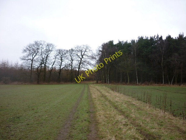 Photo 6"x4" Entering the woods at Houghton Moor South Cliffe c2011