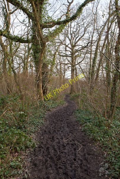 Photo 6"x4" Footpath in Home Covert Totton c2011