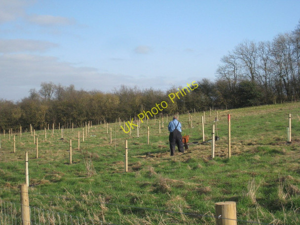 Photo 6"x4" New Plantation near Melton Ross Melton Ross c2011