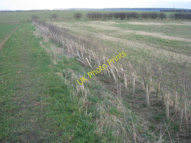 Photo 6"x4" New hedge on Barnetby Wolds Melton Ross c2011