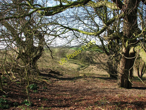 Photo 6"x4" Ancient trees on Chapel Hill, Markshall Caistor St Edmund c2011