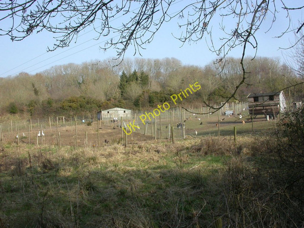 Photo 6"x4" Woodlands, poultry Wigbeth c2011