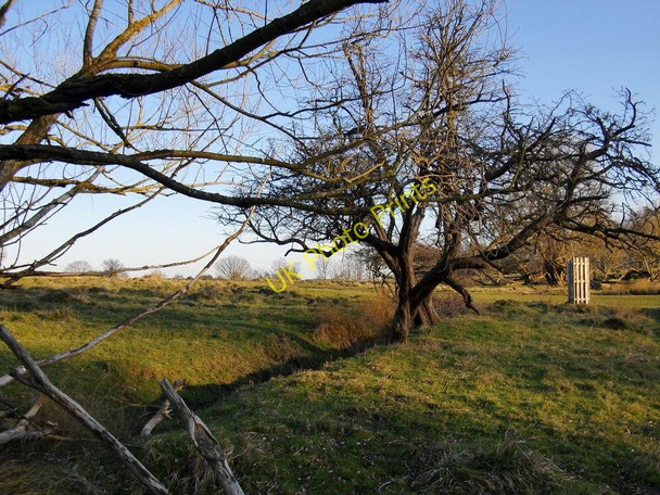 Photo 6"x4" Thorn trees growing by a stream, near Conduit Wood, Richmond Park Richmond\/TQ1874 c2011