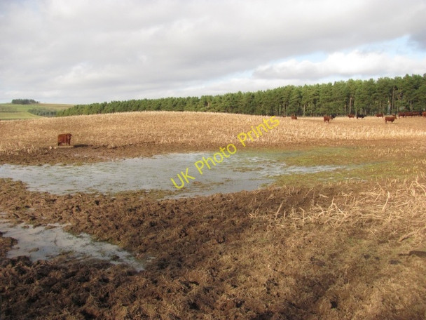 Photo 6"x4" Winter fodder crop Walston\/NT0545 c2011