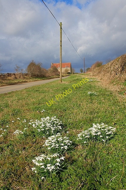 Photo 6"x4" Snowdrops, Snainton Lane Snainton c2011