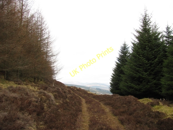 Photo 6"x4" Woodland track, Balduff Hill Bridge of Craigisla c2011