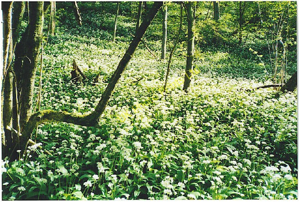 Photo 6"x4" Wild garlic in bloom on the South Downs scarp. Buriton c2003
