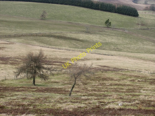 Photo 6"x4" Larches, Balduff Hill Bridge of Craigisla c2011