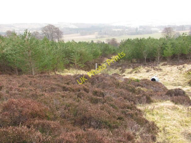 Photo 6"x4" Woodland, Balduff Hill Bridge of Craigisla c2011