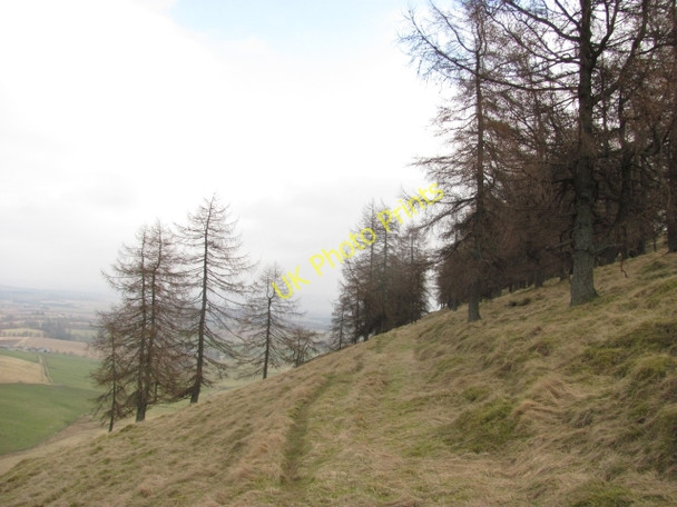 Photo 6"x4" Woodland, Ardormie Hill Bridge of Craigisla c2011