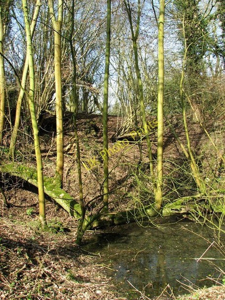 Photo 6"x4" Stagnant pond on the edge of Furze Hill, Tharston Low Tharston c2011