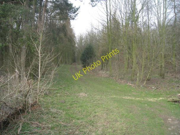 Photo 6"x4" Track through Old Dale Plantation Gardham c2011