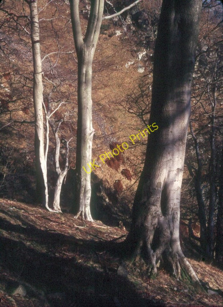 Photo 6"x4" Beeches near Tillicoultry Tillicoultry c1988