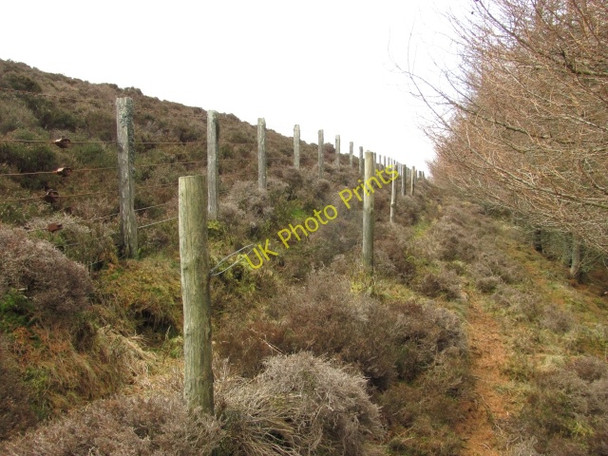 Photo 6"x4" Woodland edge, Balduff Hill Bridge of Craigisla c2011