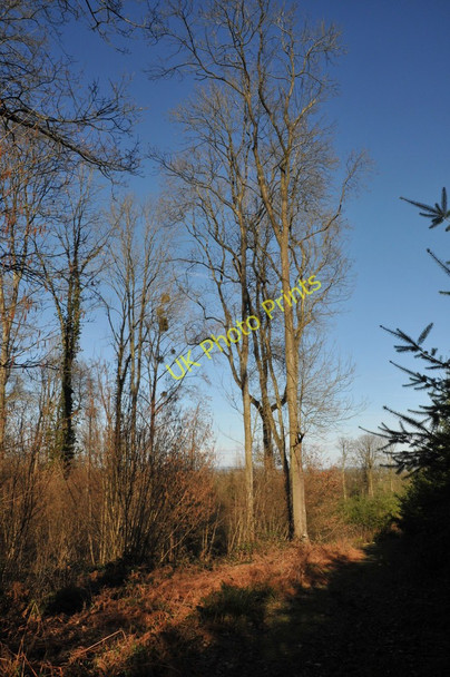 Photo 6"x4" Castle Hill Wood Ganders Green c2011
