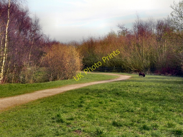 Photo 6"x4" Davyhulme Millennium Nature Reserve Urmston c2011 P1
