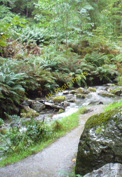 Photo 6"x4" Beck in Dodd Wood High Side\/NY2330 c2008