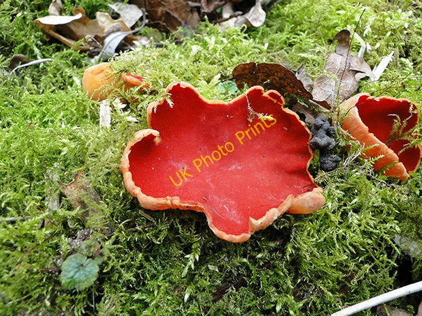 Photo 6"x4" Orange Peel fungi (Aleuria aurantia) Upper Street\/TM1780 c2011